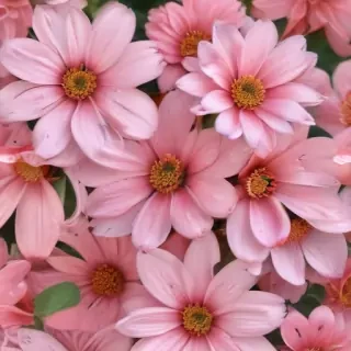 cute flower wallpaper aesthetic