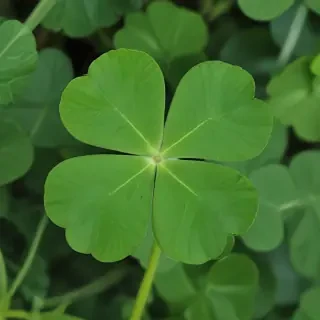 4 leaf clover