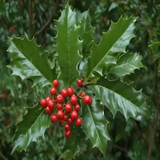 holly picture