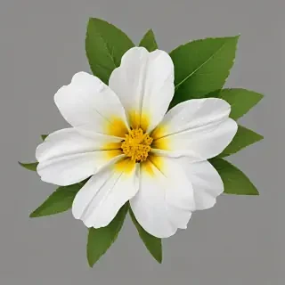 wild flower png