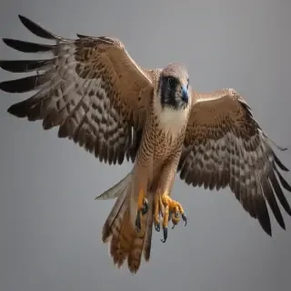 falcon png