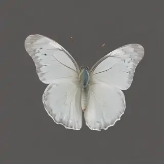 white butterfly png