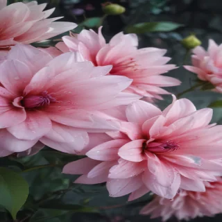 flower background iphone
