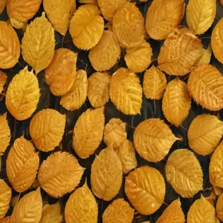 golden leaves background
