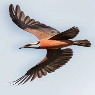 bird flying png