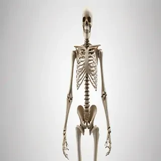 skeleton transparent background