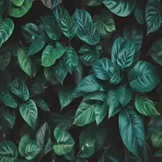 plants iphone wallpaper