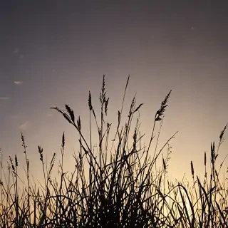 grass silhouette