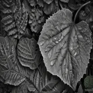 leaf images black and white