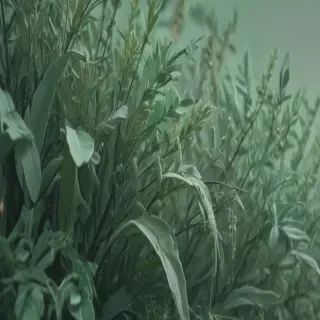sage green aesthetic background