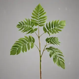 plant transparent background