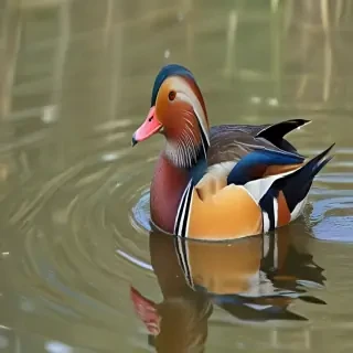 mandarin duck