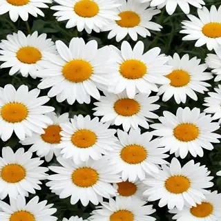 daisy background wallpaper