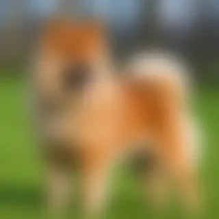 finnish spitz dog breed