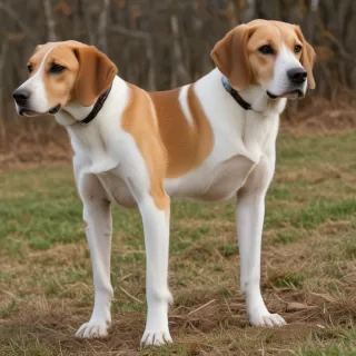 american lab foxhound