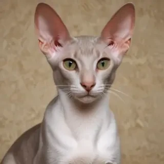 oriental shorthair cat breed