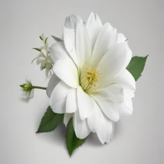 white flower png