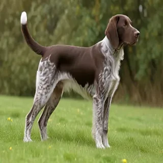 german longhaired pointer