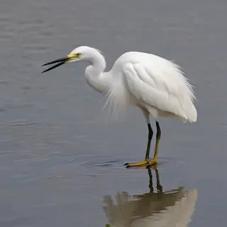 snowy egret