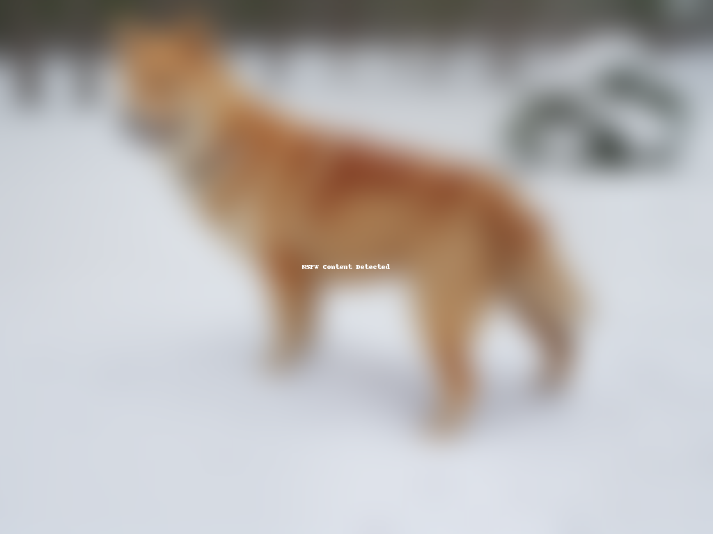 finnish spitz dog breed