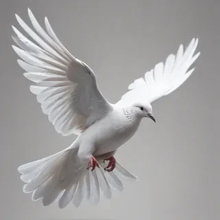dove png