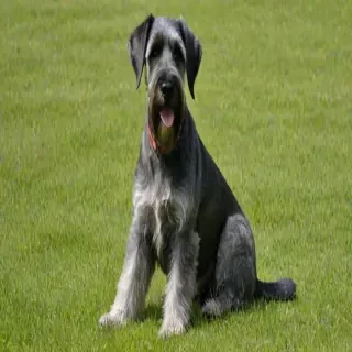 standard schnauzer