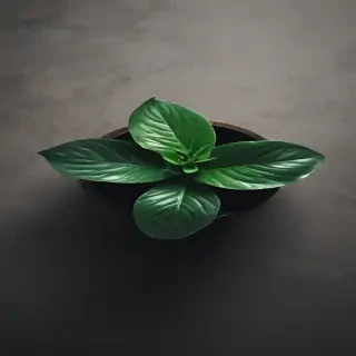 plant iphone wallpaper