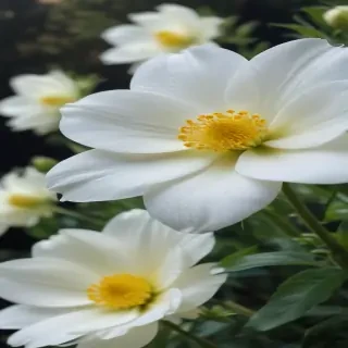background white flower