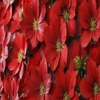 flower background red