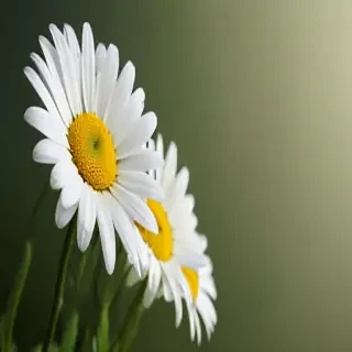 daisy desktop wallpaper