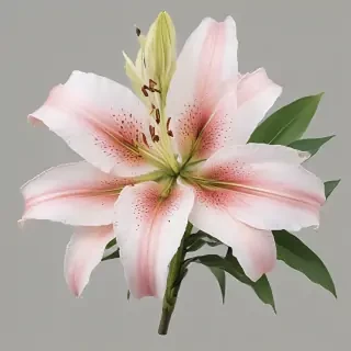 lily flower png