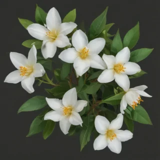 jasmine flower png