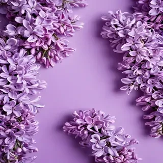 lilac background