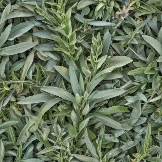 sage png