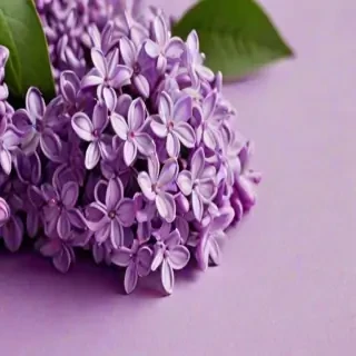 lilac wallpaper iphone