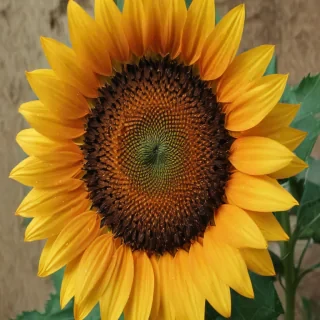 lock screen sunflower wallpaper