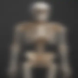 skeleton transparent background