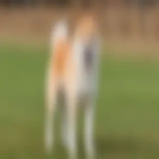 hokkaido dog breed