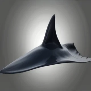 shark fin png