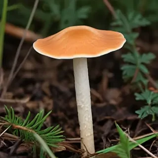 thin stemmed mushroom