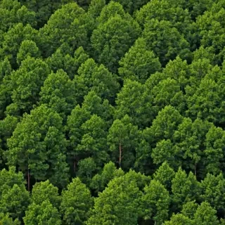 background trees