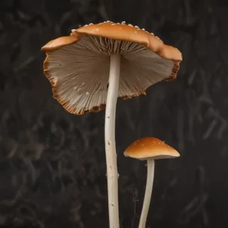 thin stemmed mushroom