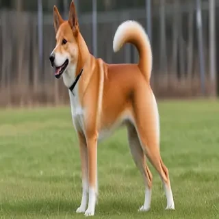 hokkaido dog breed