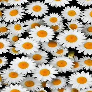 daisy desktop wallpaper
