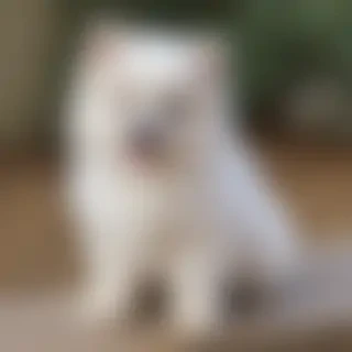 aussiepom dog breed