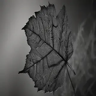 leaf images black and white