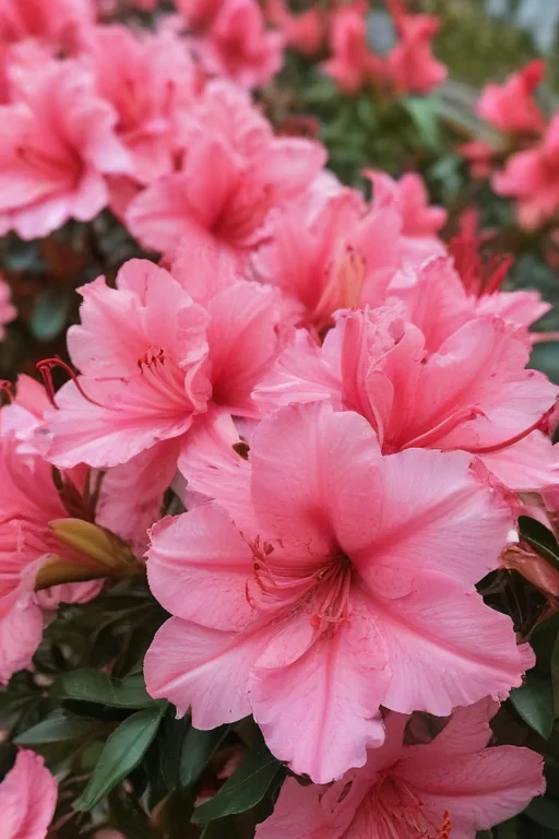 azalea flower