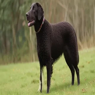 curly coated retriever