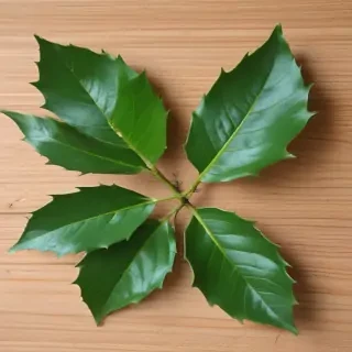 images holly