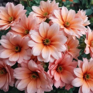iphone wallpaper flower background